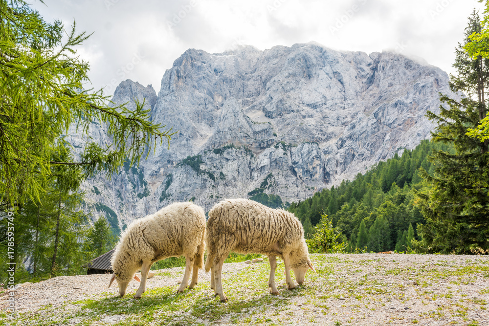 Fototapeta premium Pair of sheep grazing in the mountains.