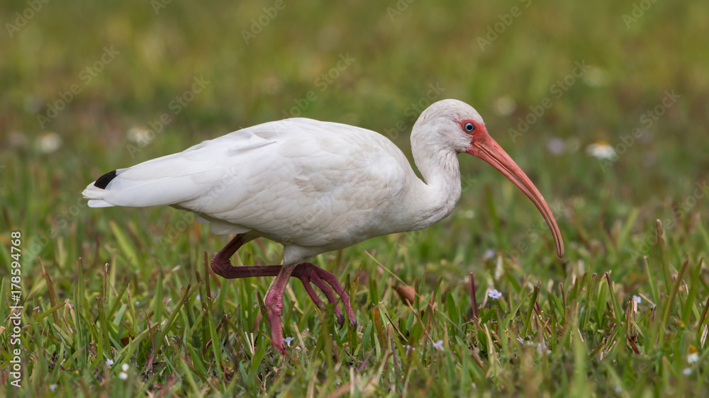 Fototapeta premium American white ibis (Eudocimus albus), Florida, United states