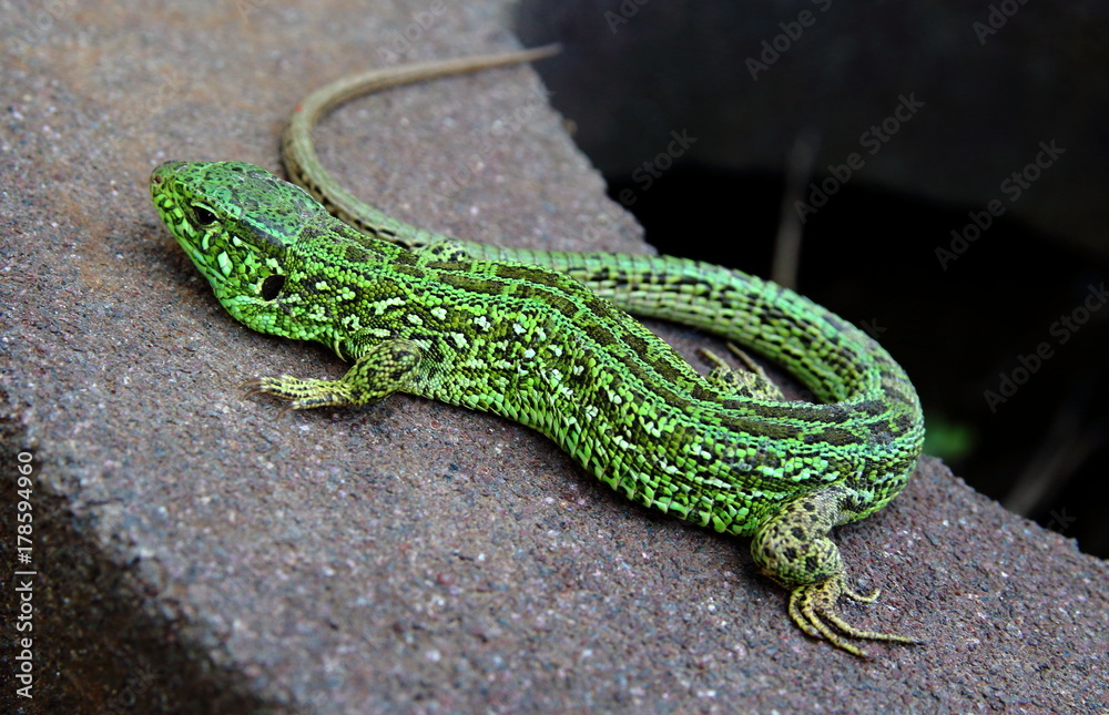 Fototapeta premium Lizard