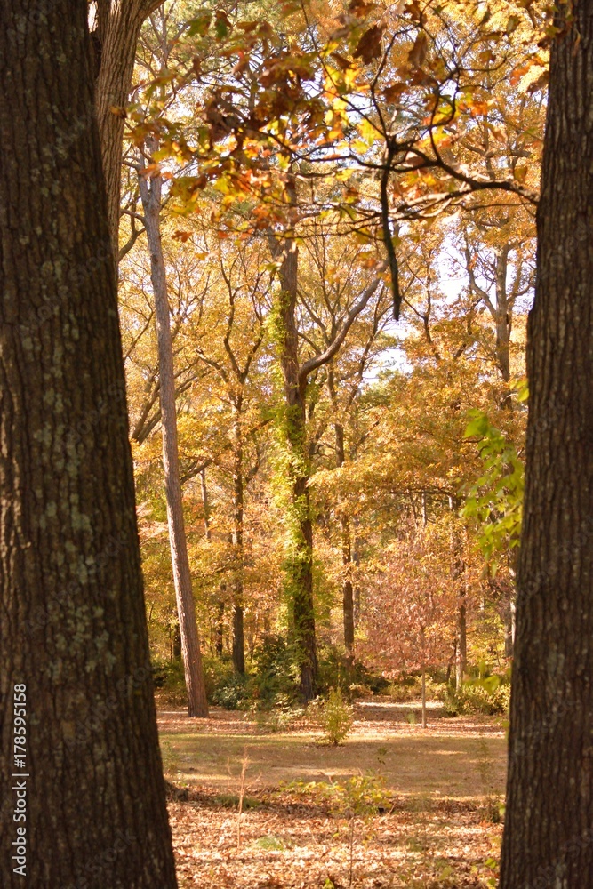 Fototapeta premium Tree, Virginia Beach, botanical garden, autumn