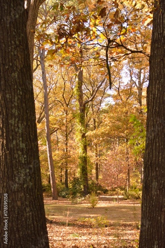 Tree, Virginia Beach, botanical garden, autumn