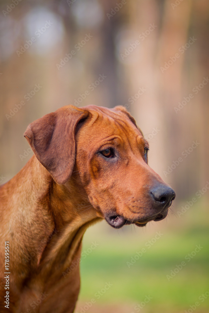 Rhodesian Ridgeback