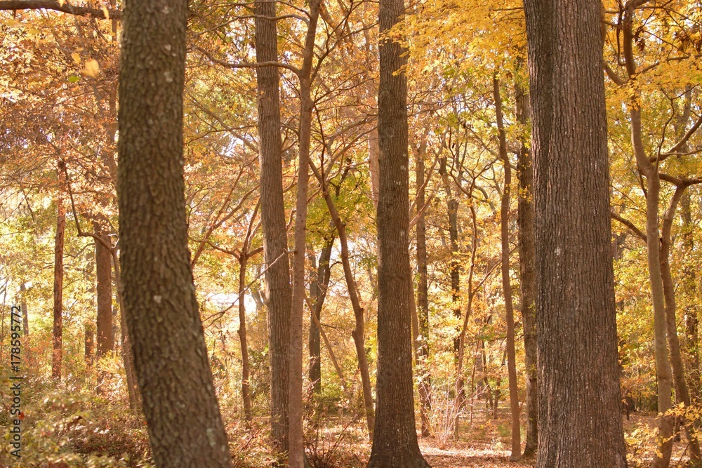 Tree, Virginia Beach, botanical garden, autumn