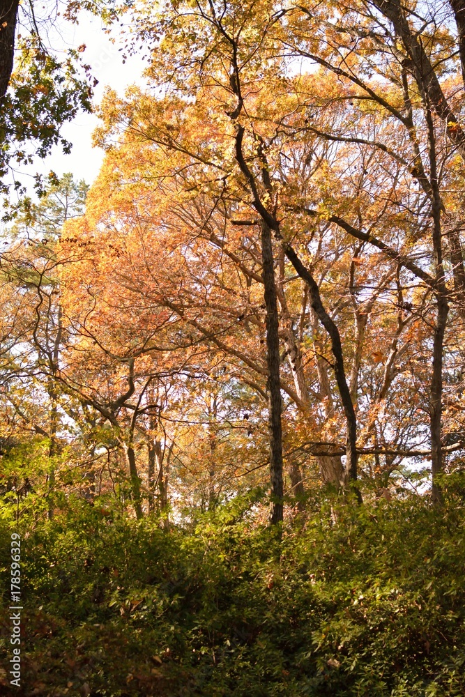 Tree, Virginia Beach, botanical garden, autumn Tree, Virginia Beach, botanical garden, autumn