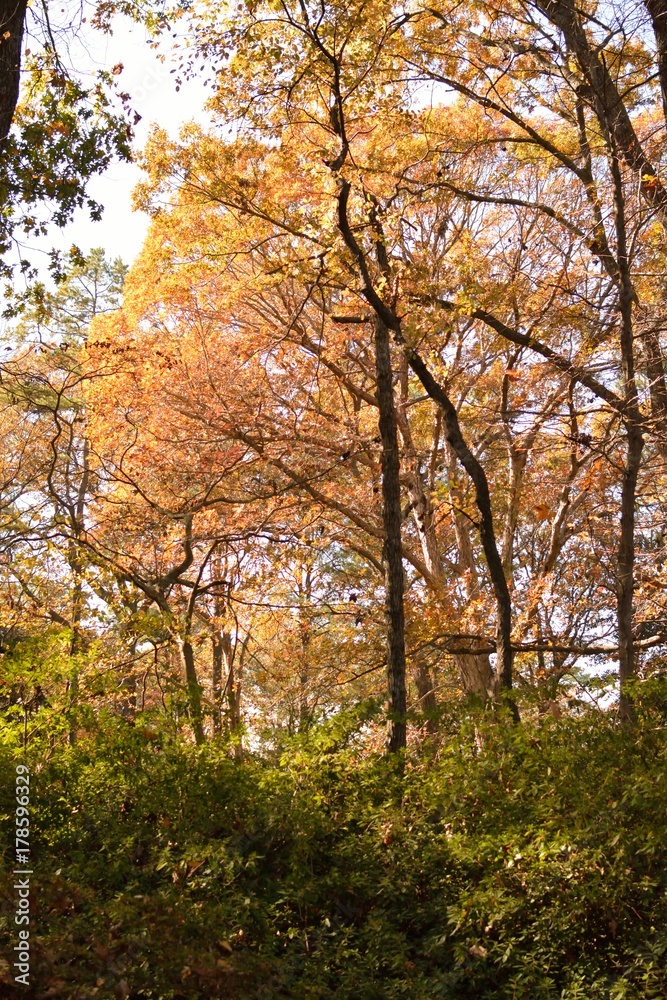 Tree, Virginia Beach, botanical garden, autumn