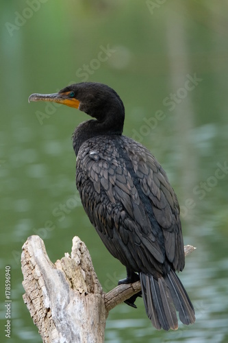 Cormorant on a pond
