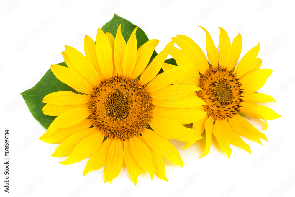 Fototapeta premium Two sunflowers with leaves isolated on white background