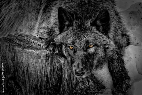 Black Wolf On Stump