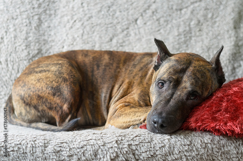 A large dog lies on a soft beige couch with a red pillow photo