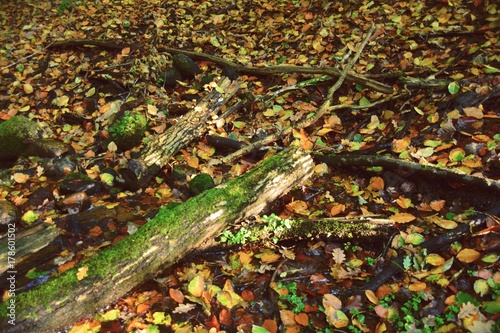 Herbst Wald - Herbstwald - ...