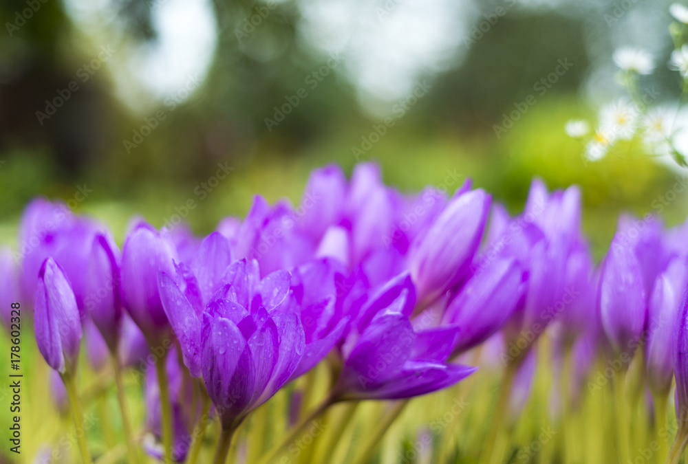 Beautiful violet crocus flowers in the garden. Beautiful violet crocus flowers in the garden.
