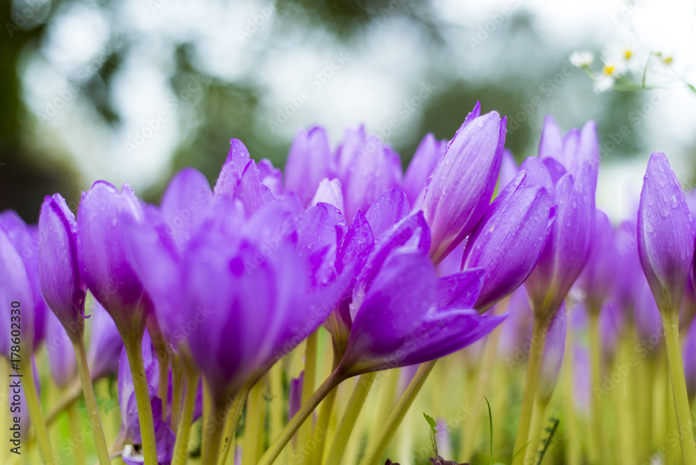 Beautiful violet crocus flowers in the garden. Beautiful violet crocus flowers in the garden.