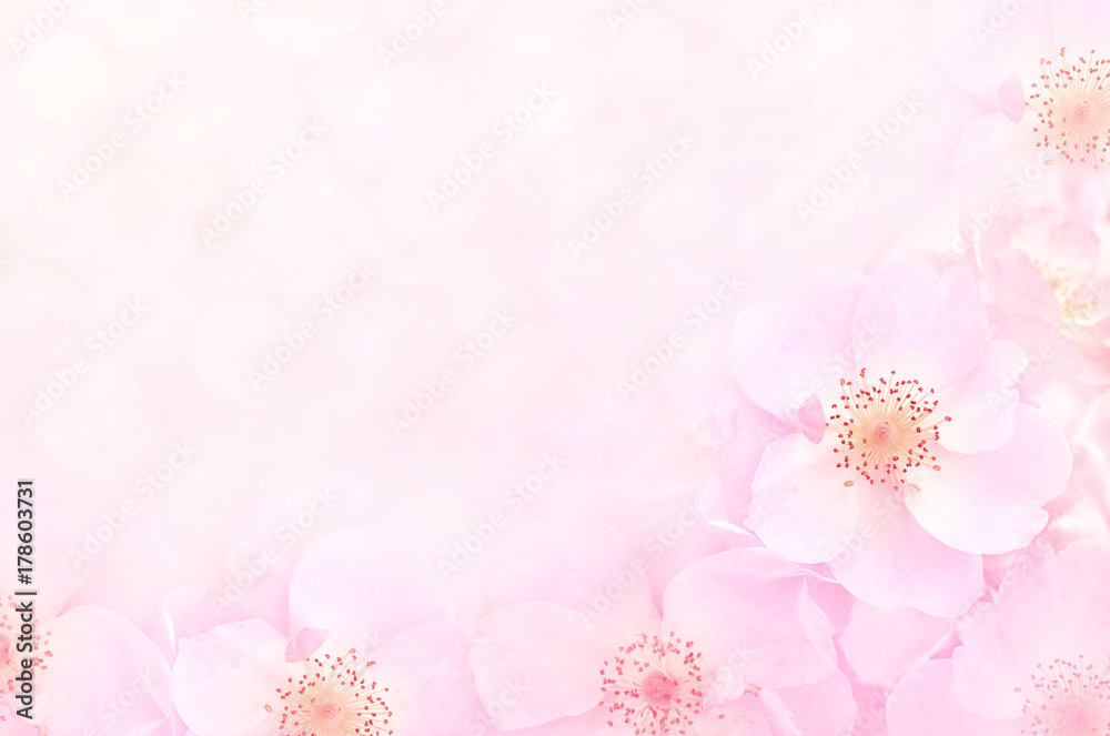 Spring blossom or summer blossoming rose (rosehip), toned, bokeh flower background, pastel and soft floral card Spring blossom or summer blossoming rose (rosehip), toned, bokeh flower background, pastel and soft floral card
