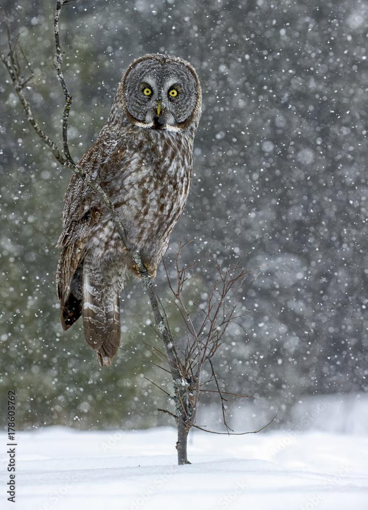 Fototapeta premium Great Grey Owl Stormy Day