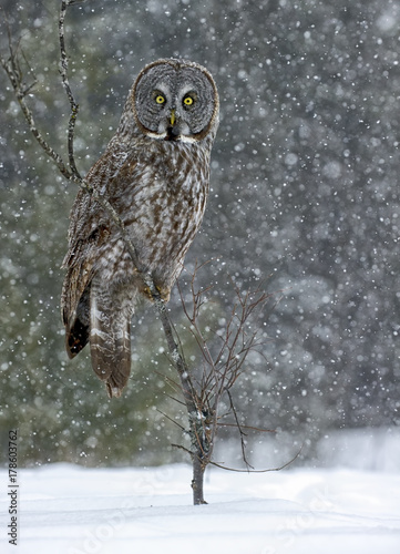 Great Grey Owl Stormy Day