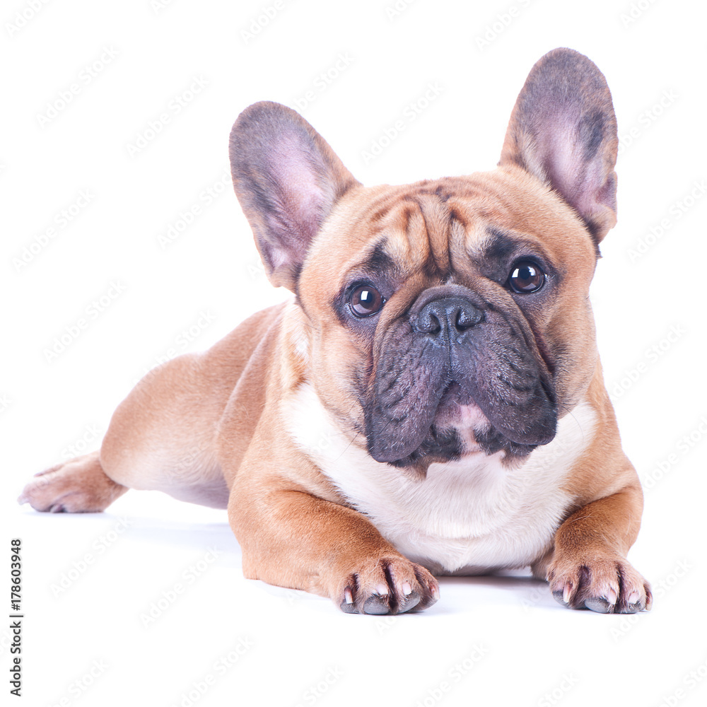 Obraz premium Dog, beautiful French Bulldog, redhead, isolated perfect on white background. High standard of breed. Dog lies and looks into the camera