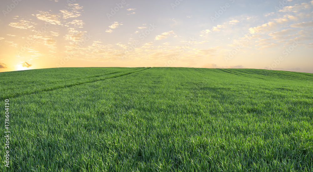 green field, panorama