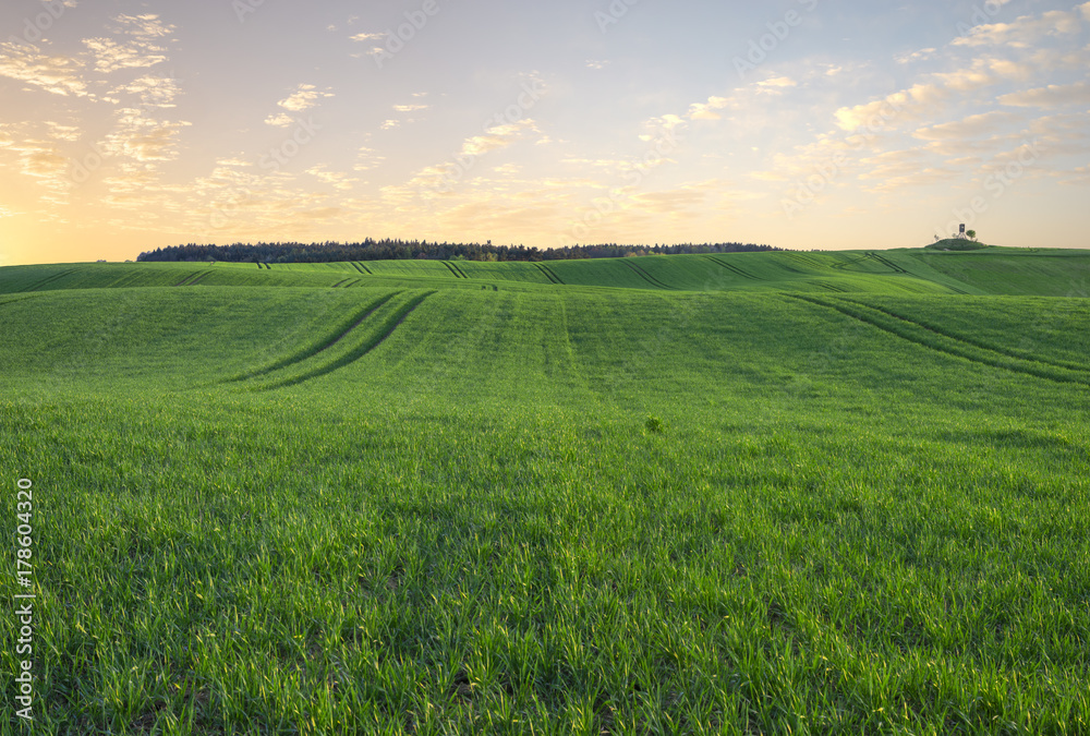 Obraz premium green field, panorama