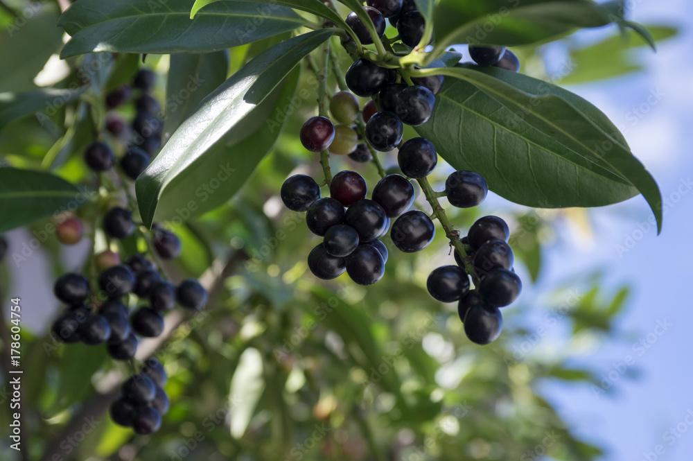 Prunus laurocerasus cherry laurel shrub, ripening fruits on branches Prunus laurocerasus cherry laurel shrub, ripening fruits on branches