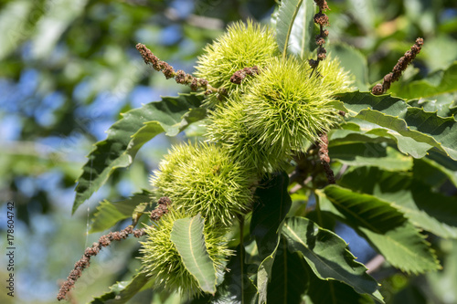 Castanea sativa, sweet chestnuts hidden in spiny cupules, tasty brownish nuts marron fruits, branches with leaves