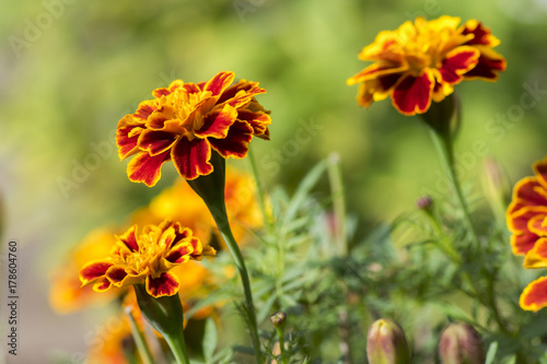 Tagetes patula french marigold in bloom  orange yellow bunch of flowers  green leaves  small shrub