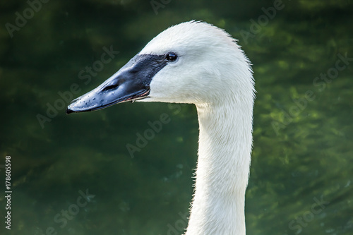 Swan