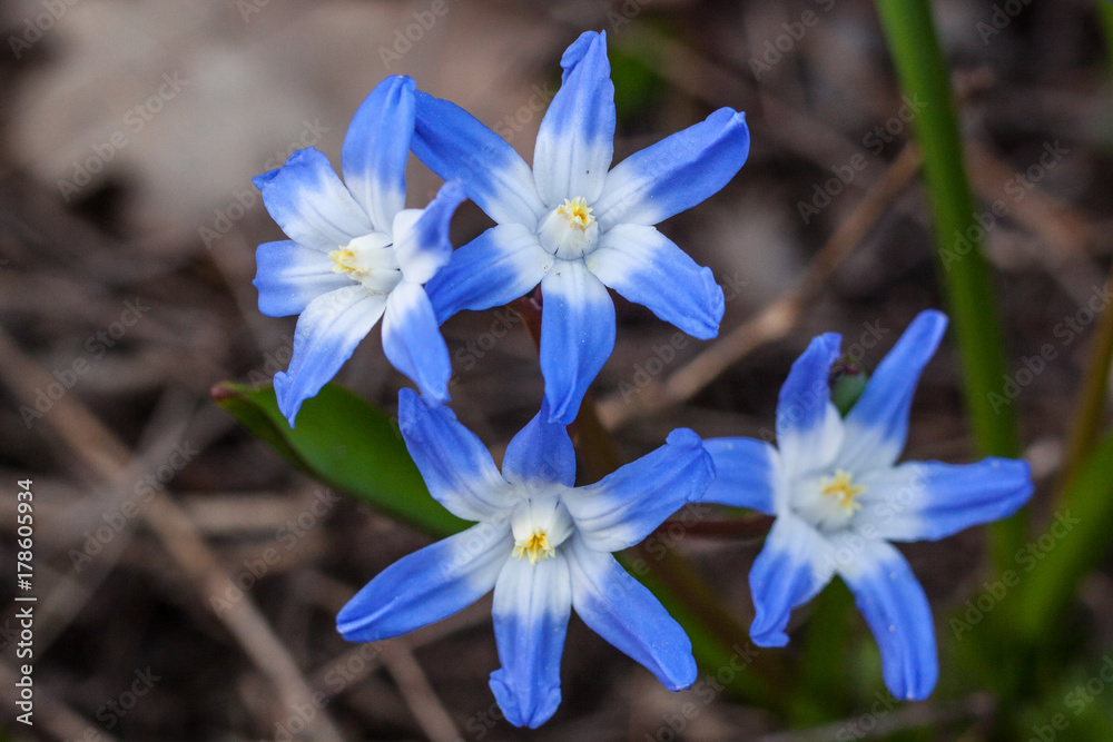 Syberian squill - Cybulica Syberyjska (Scilla siberica) Syberian squill - Cybulica Syberyjska (Scilla siberica)