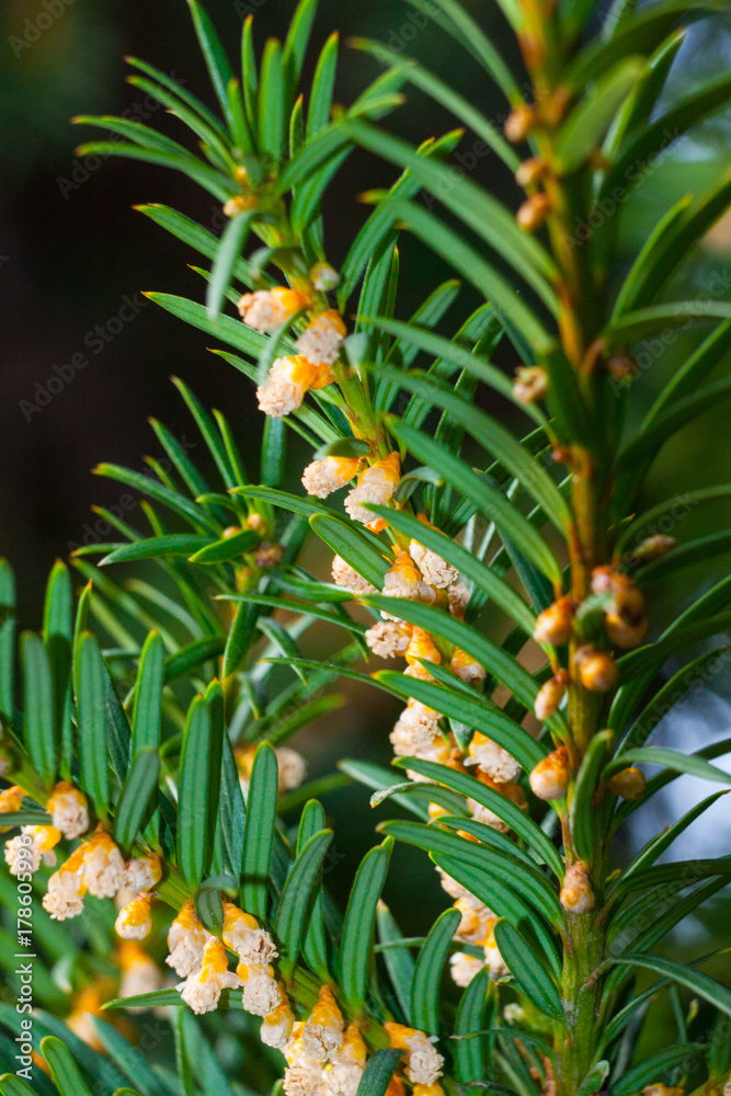 Cis pospolity - Taxus baccata - English yew Cis pospolity - Taxus baccata - English yew
