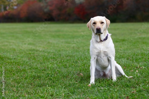 Portrait of a yellow labrador outdoors in the grass