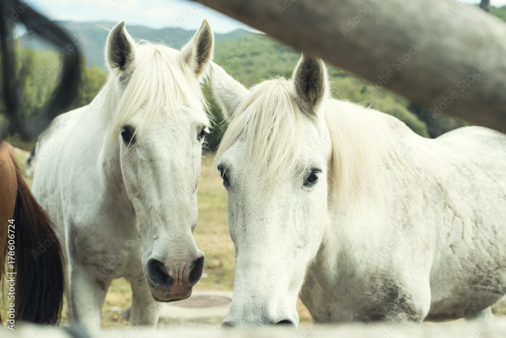 Primer plano de dos caballos blancos en un cercado mirando a cámara fijamente