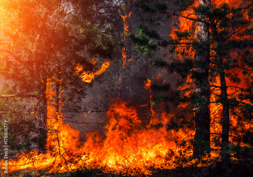  wildfire at sunset, burning pine forest . photo
