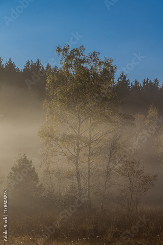 Nebelschwaden ziehen über den Wald in der Morgendämmerung