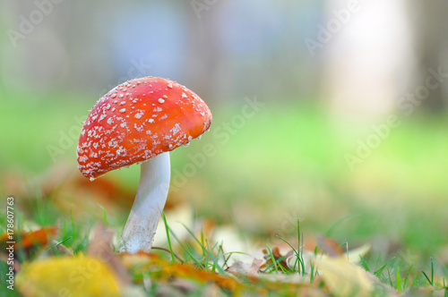 Cluster or Fly Agaric mushroom in grass. Magic background amanita muscaria 
