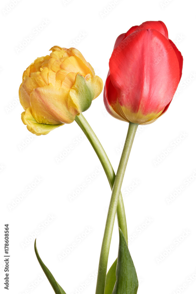 Obraz premium Flowers, pair tulips isolated on a white background