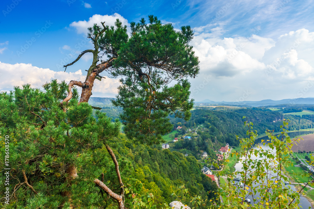 Pines at the top of the sandstone mountains in Saxon Switzerland in Germany Pines at the top of the sandstone mountains in Saxon Switzerland in Germany