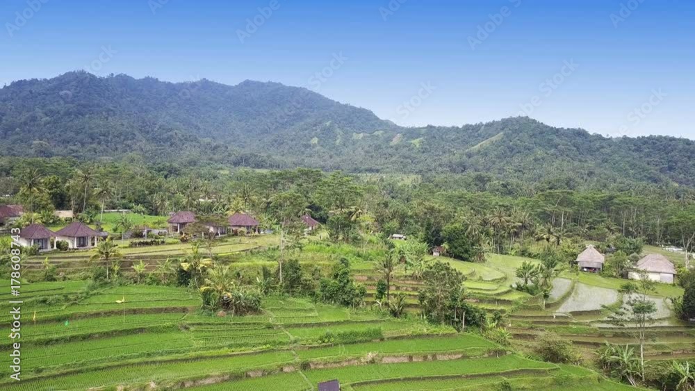 aerial view from drone on rice terraces of mountain and house of farmers. Bali, Indonesia .UHD 4K aerial view from drone on rice terraces of mountain and house of farmers. Bali, Indonesia .UHD 4K