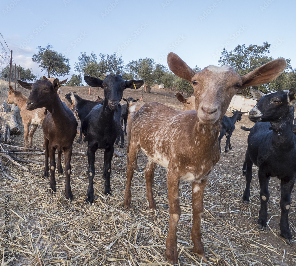 Cabras Cabras