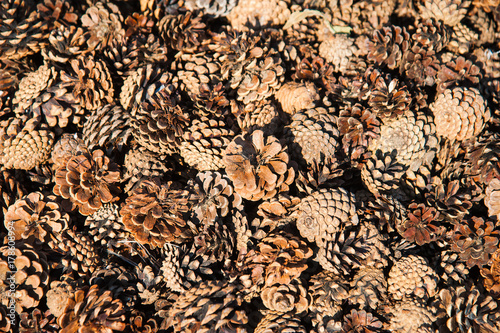 Brown pine cones as a background
