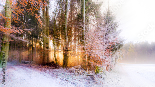 Waldrand, Wiese und Weg im Winter im Gegenlicht
