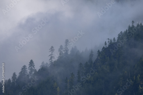 Clouds and Himalaya Forest, Bhutan