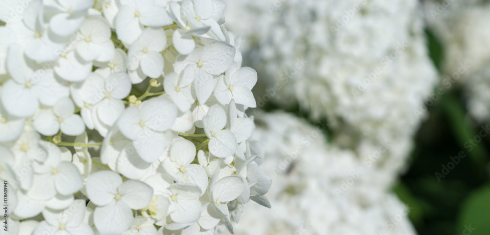 white hydrangea flowers at summer. background, nature. white hydrangea flowers at summer. background, nature.
