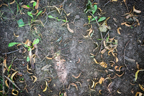 autumn ground with leaves and seeds. background, texture.