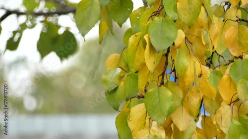 
Yellow leaves on a tree in an autumn garden