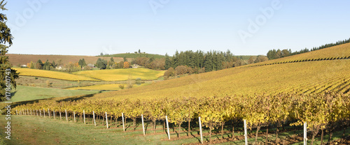 Fall Morning Colors of Vineyards in the Mid Willamette Valley, Marion County, Western Oregon photo