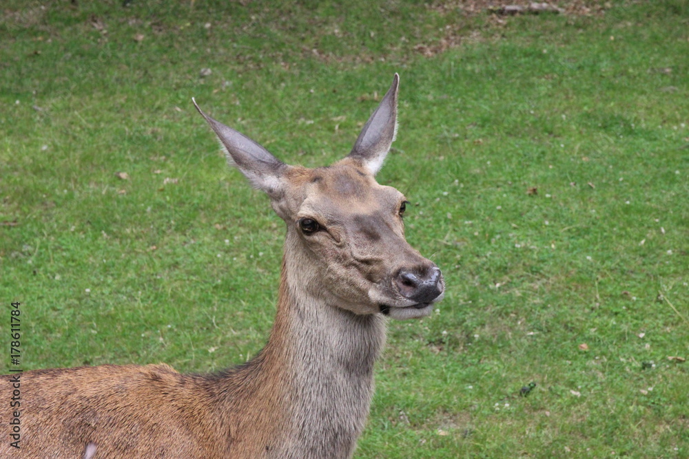 Hirschkuh Portrait