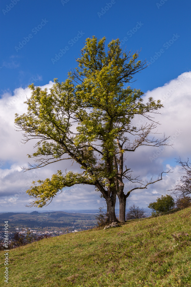 a single tree on a slope of a mountain hill with blue sky and white clouds
