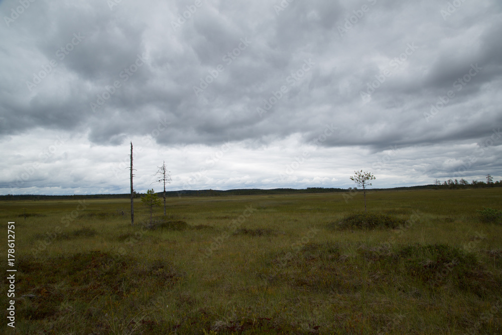 Panorama swamp area of the national park Patvinsuo, summer 