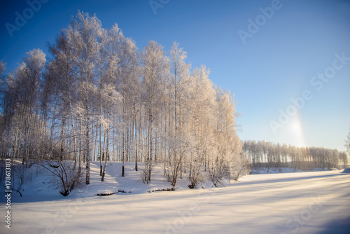 Winter picture with snow-covered trees for Christmas cards