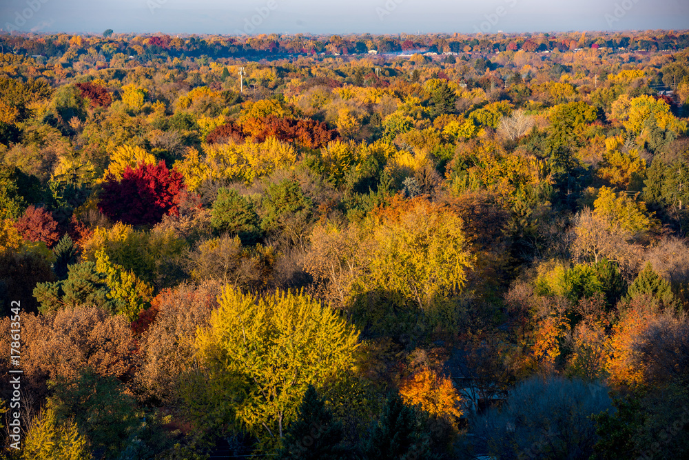 Sea of fall trees in full autumn color as seen from above