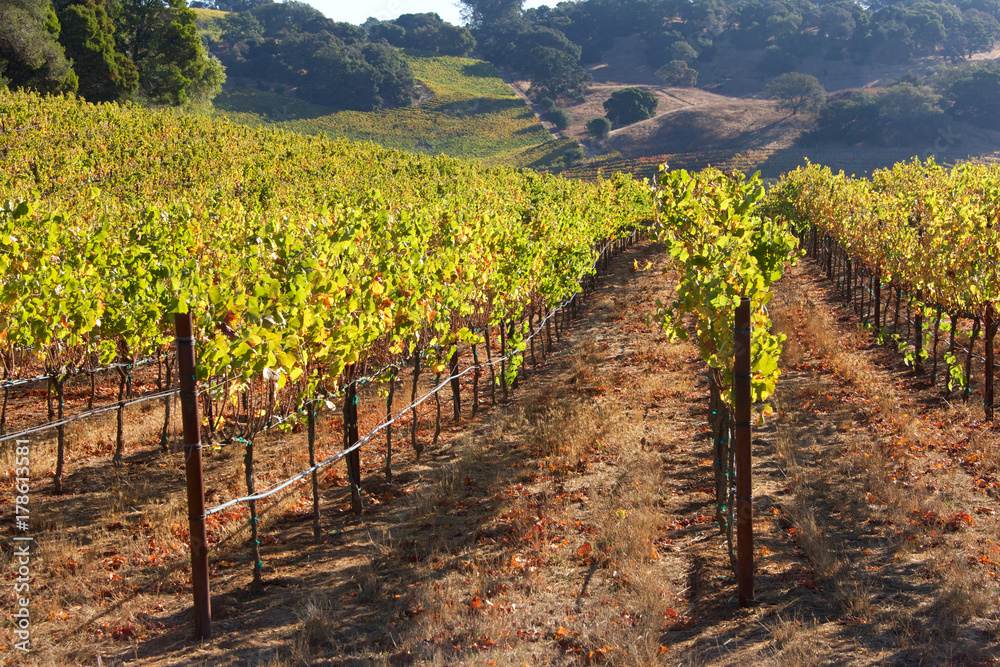 Rows of Grape Vines with hillside behind, Napa Valley in afternoon sunshine. Napa Valley is home to diverse microclimates and soils uniquely suited to the cultivation of a variety of fine wine grapes.